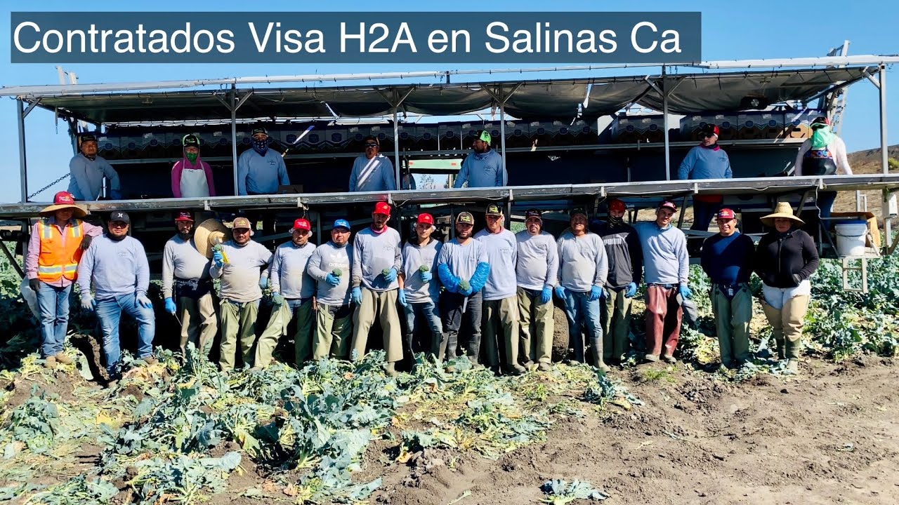 Contratados de Mexico 🇲🇽 con Visa H2A en el corte de brócoli 🥦 en salinas California