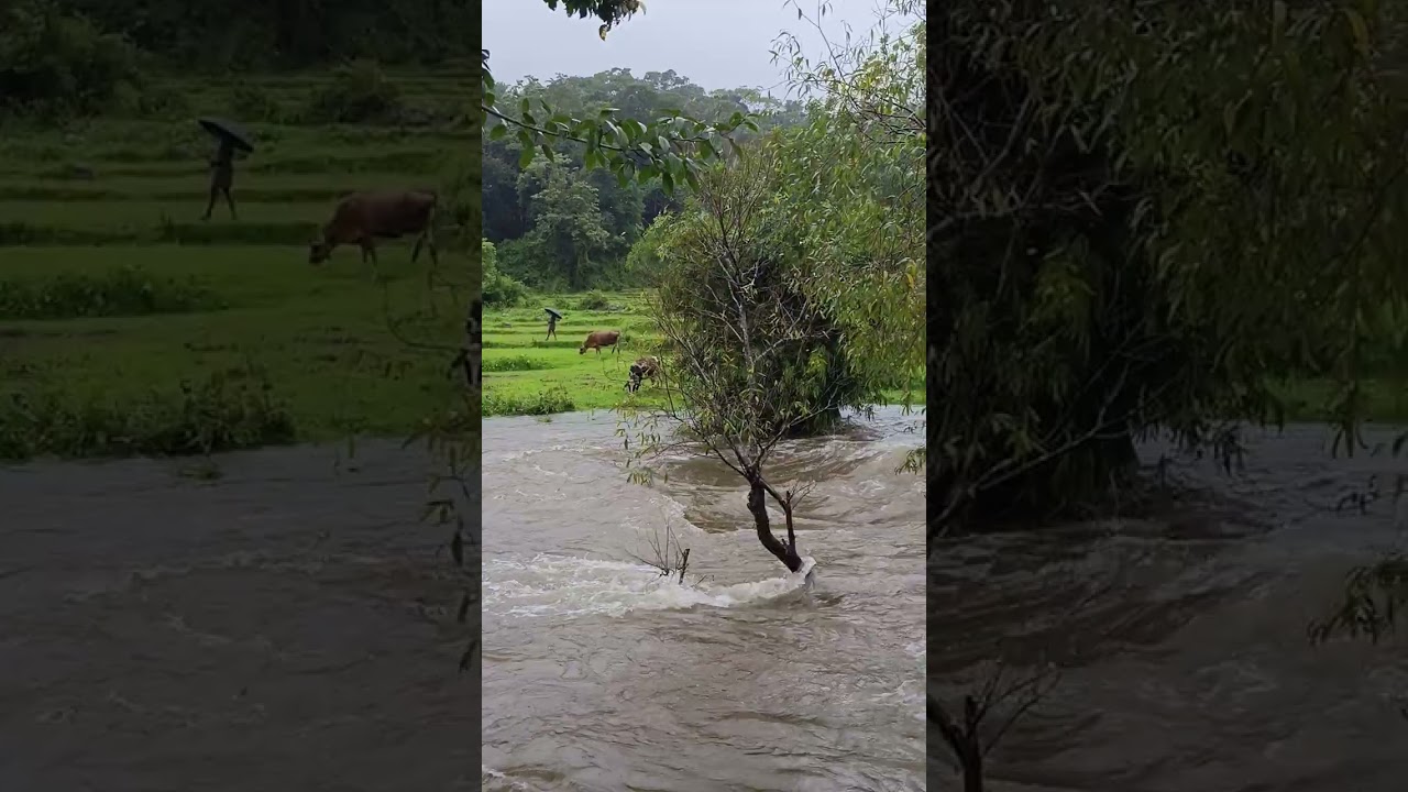 Wild beauty of Kalindi river in Thirunelli, Wayanad