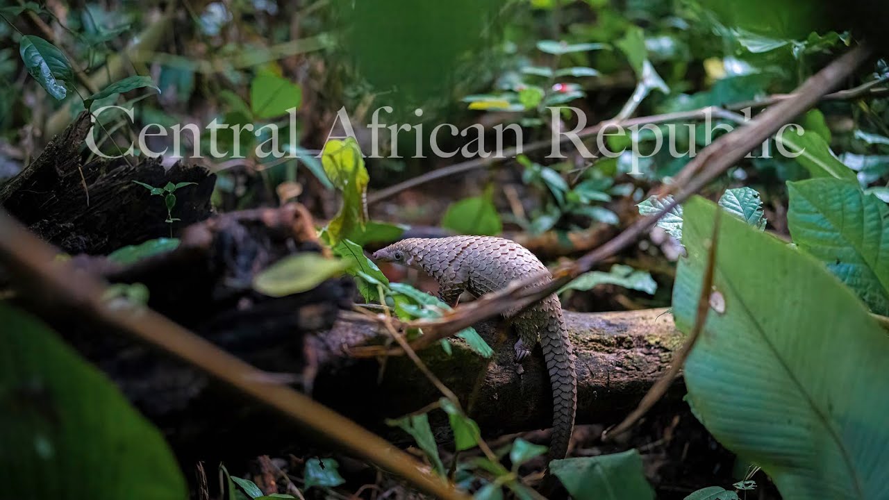 Central African Republic - Dzanga Sangha (Dzanga Bai) Dzanga Ndoki (Bai Hokou)