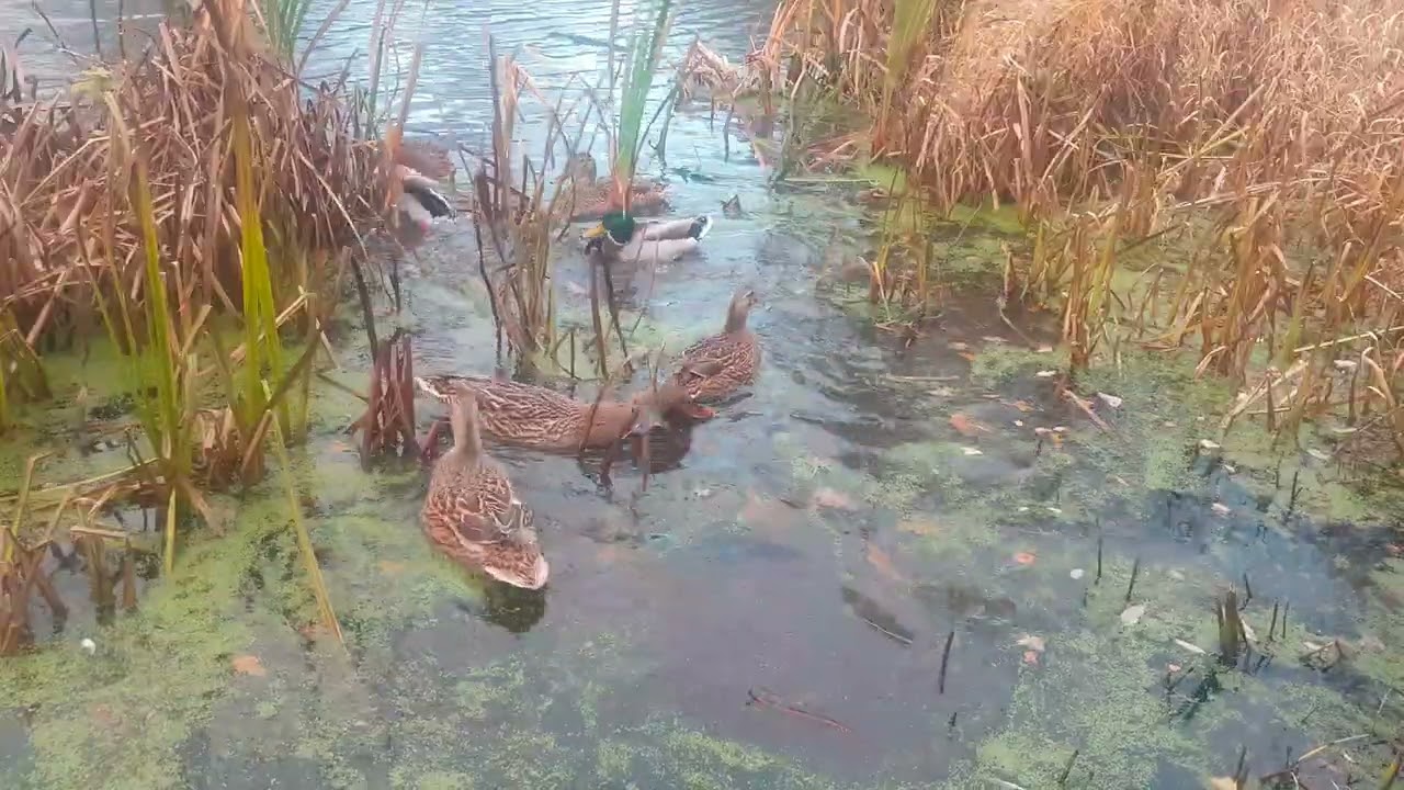 ❤🇮🇪 DUCK🦆POND☘OXFORD ISLAND NATURE RESERVE☘#nature☘HELP site WATCH any 10min VIDEO🙏subscribe please🙏