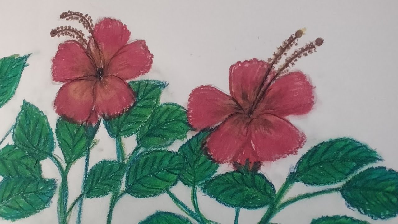 How to Draw Hibiscus Flower & Leaf with Oil Pastels 🌺 | Easy Step-by-Step Flower Scenery. #easy