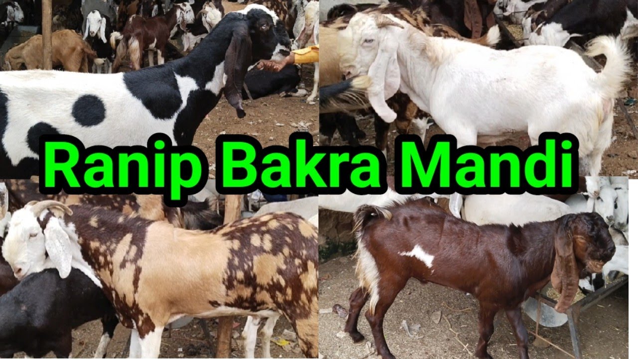 Ranip Bakra Mandi ke Pass Bahot sare Bakre | Punjabi, Patire, Ajmeri, Sirohi, Sojat Goats