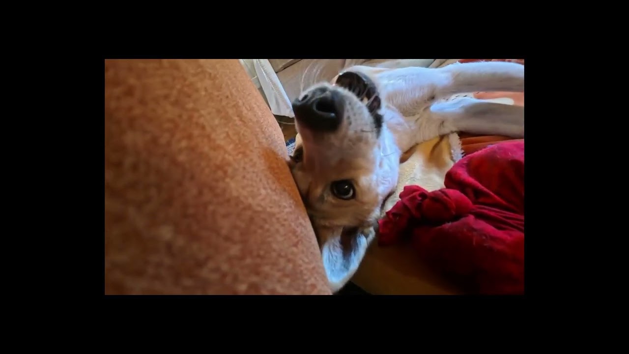 飼い主と飼い主の手を別の何かだと思っているフシのある犬。#犬 #チル #癒し #dog