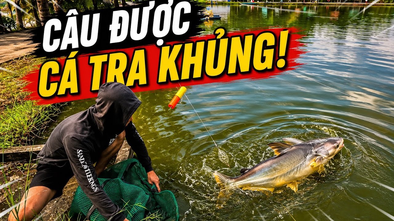 Câu lure dính cá tra