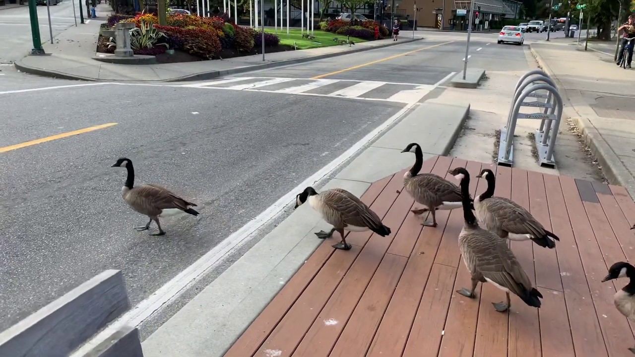 Canadian Geese Crossing the Road in Vancouver