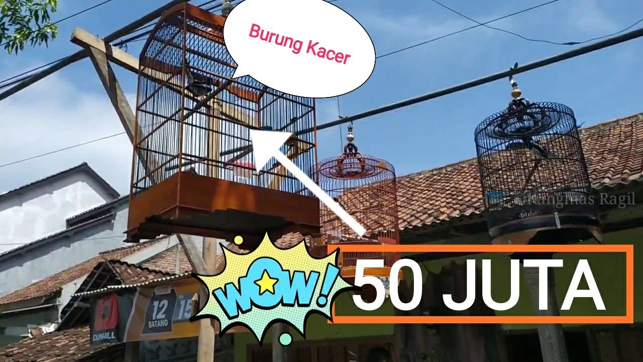 Burung ini sudah ditawar 50 JUTA Karena sering JUARA