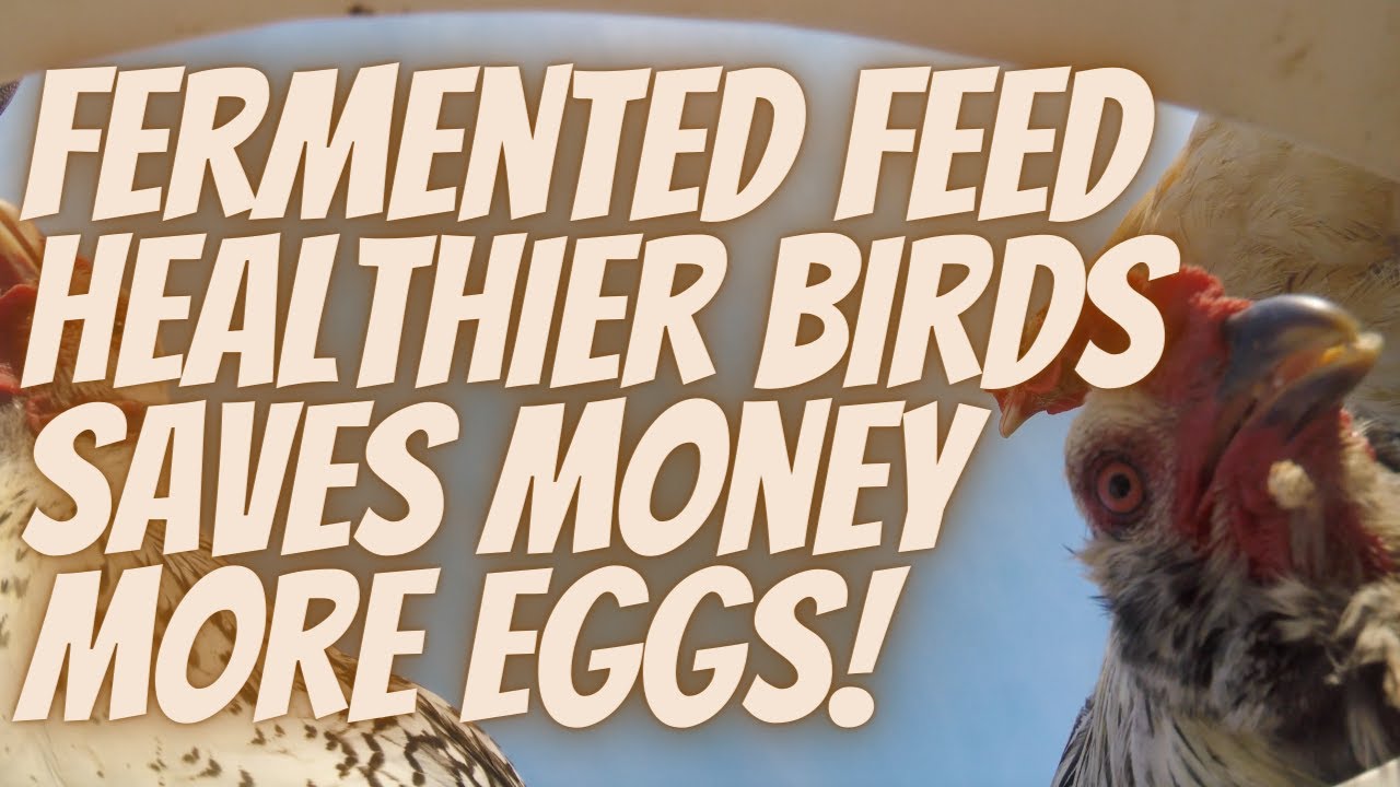 Feeding Chickens, Saving $$$ and Increasing Egg Production