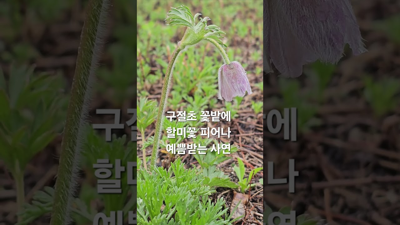 옴뷔 구절초꽃밭에 할미꽃이 피어 예쁨 받다.ㅣ2025.04.22(화) #오대산자연명상마을 #옴뷔 #자연명상 #할미꽃