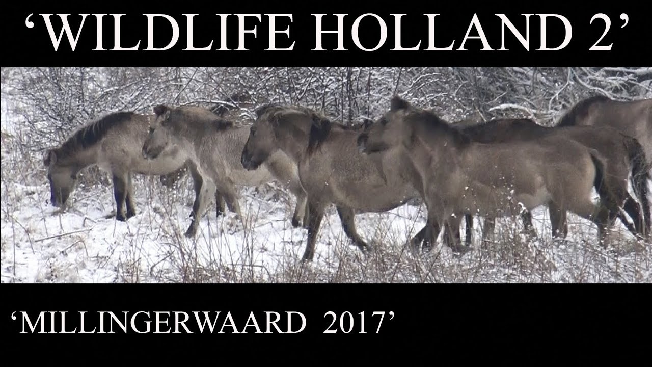 WILDLIFE HOLLAND 2 - MILLINGERWAARD 2017 - JEROWORLD