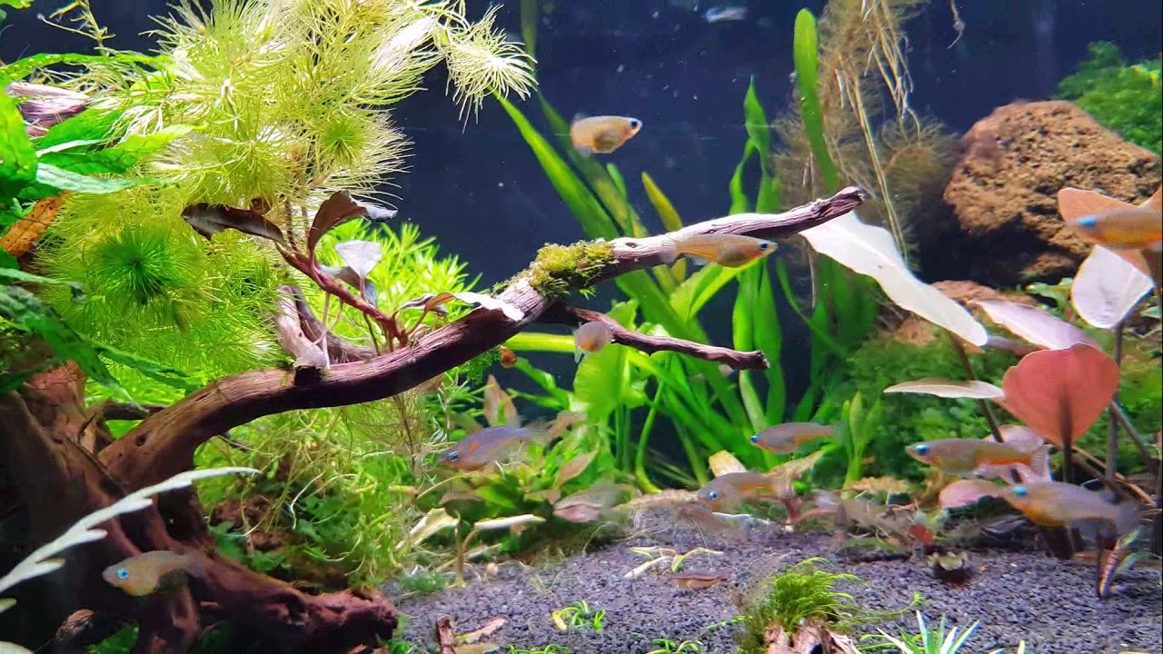 Oryzias woworae