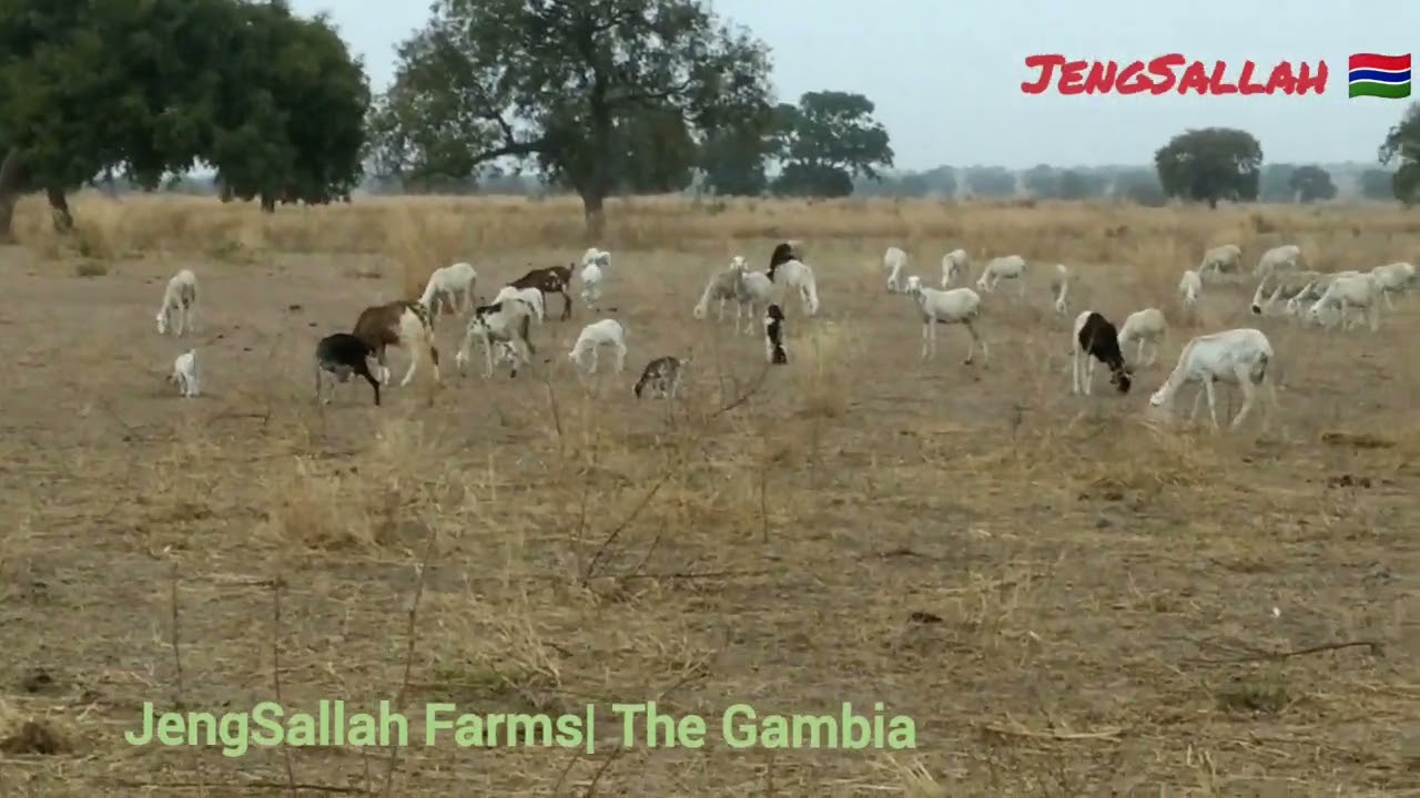 Goat and Sheep Farming in Rural Gambia 🇬🇲