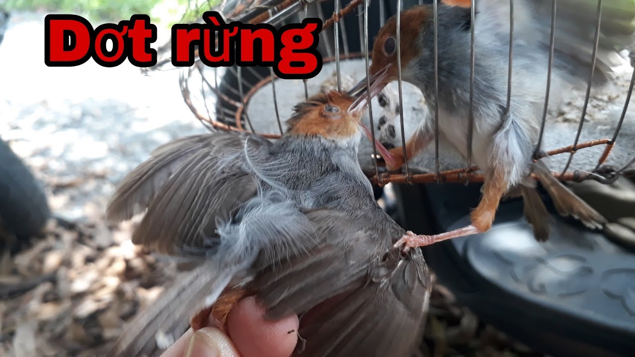 Dợt rừng chim sâu đầu đo - Cần Miền Tây