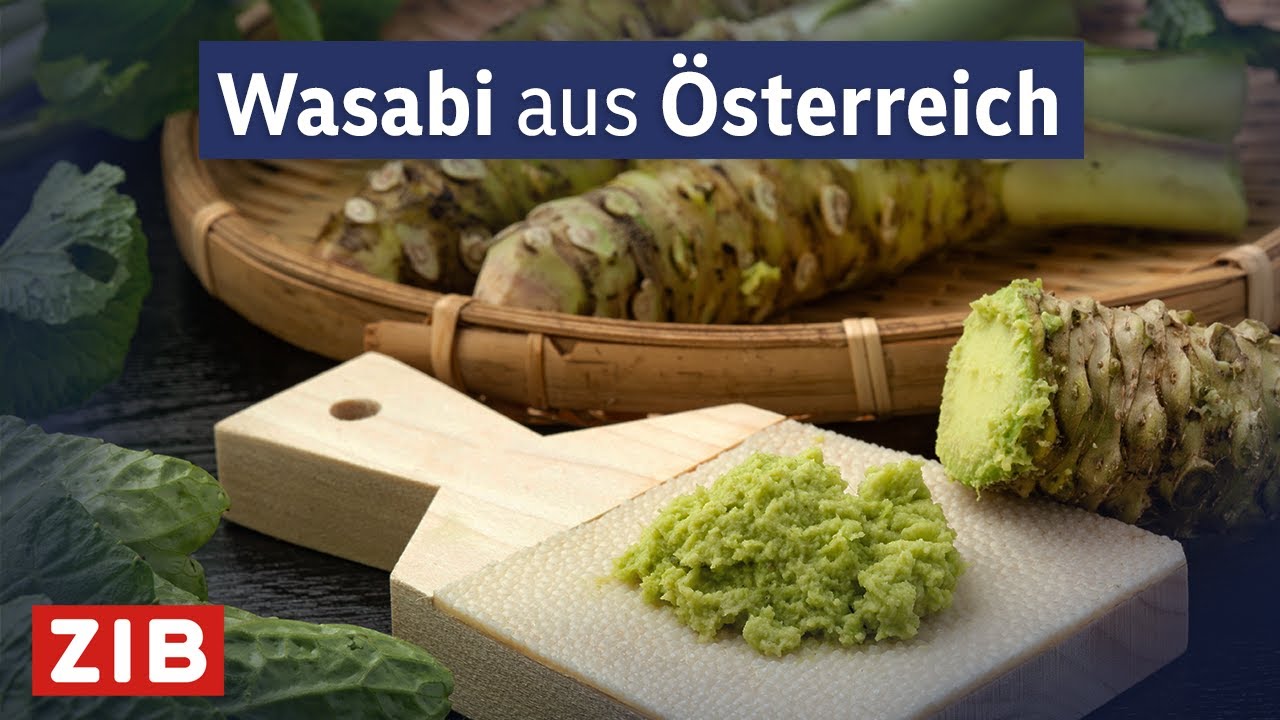 Regional statt global: Wasabi aus dem Südburgenland | konkret vom 06.08.2024