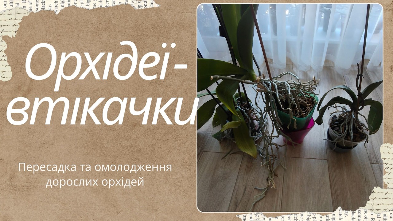 Орхідеї ПОВТІКАЛИ З ГОРЩИКА. Що робити? Пересадка, ОМОЛОДЖЕННЯ, розмноження орхідей