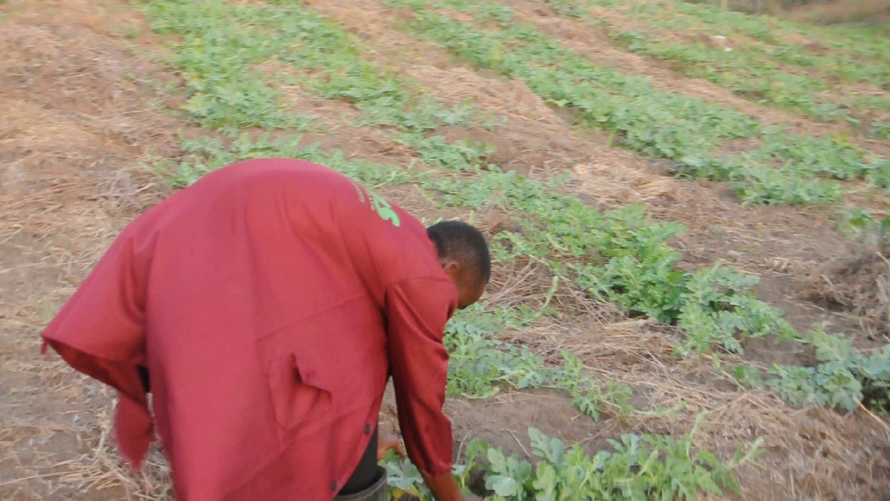 klimo cha matikiti shamba darasa kigamboni kangeta kilimo