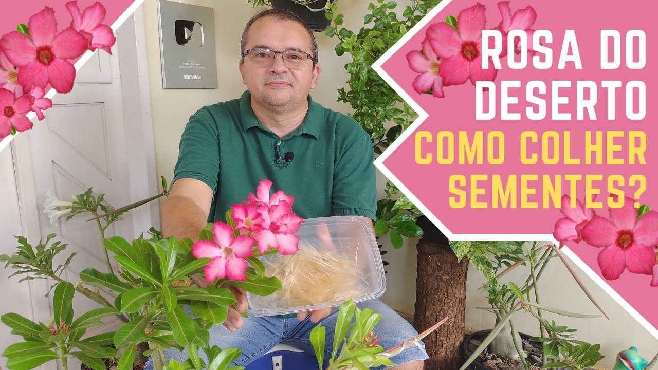 Rosa do deserto: colhendo sementes + dicas de cultivo