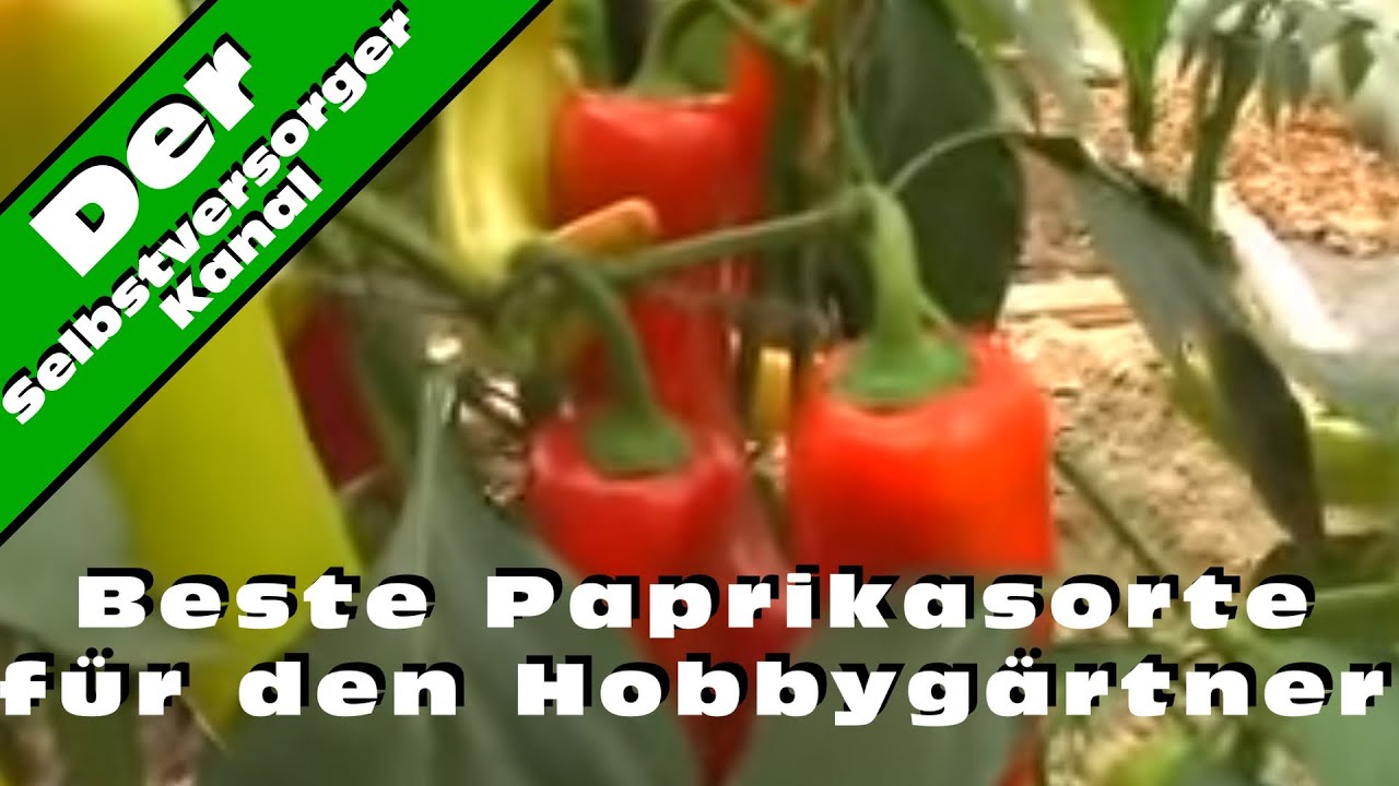 Beste Paprikasorte für den Hobbygärtner