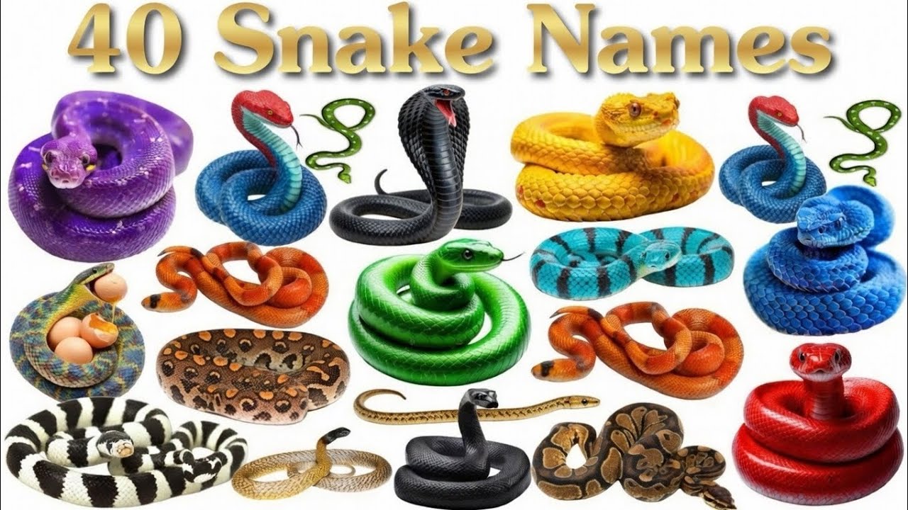 40 Snakes Name in Hindi and English 🐍 | बच्चों के लिए 40 साँपों के नाम | Types of Snakes for Kids 