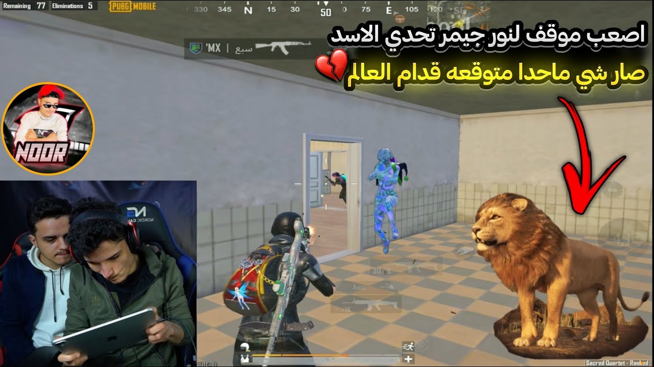 نور جيمر استستلم بسبب تحدي على الاسد 💔 وطلب فزعة الحمزاوي ادام العالم كلها 😰🔥ببجي موبايل PUBG 3.7