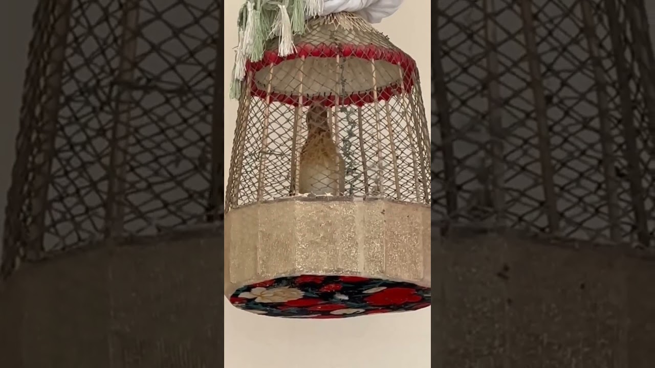 ROSA ESHITADIGAN BEDANA EKAN