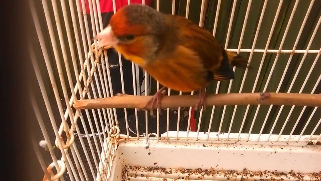 Gold finch mule 90% finch song
