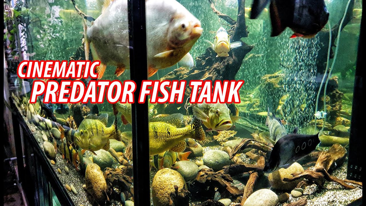 Cinematic Predator Fish Tank