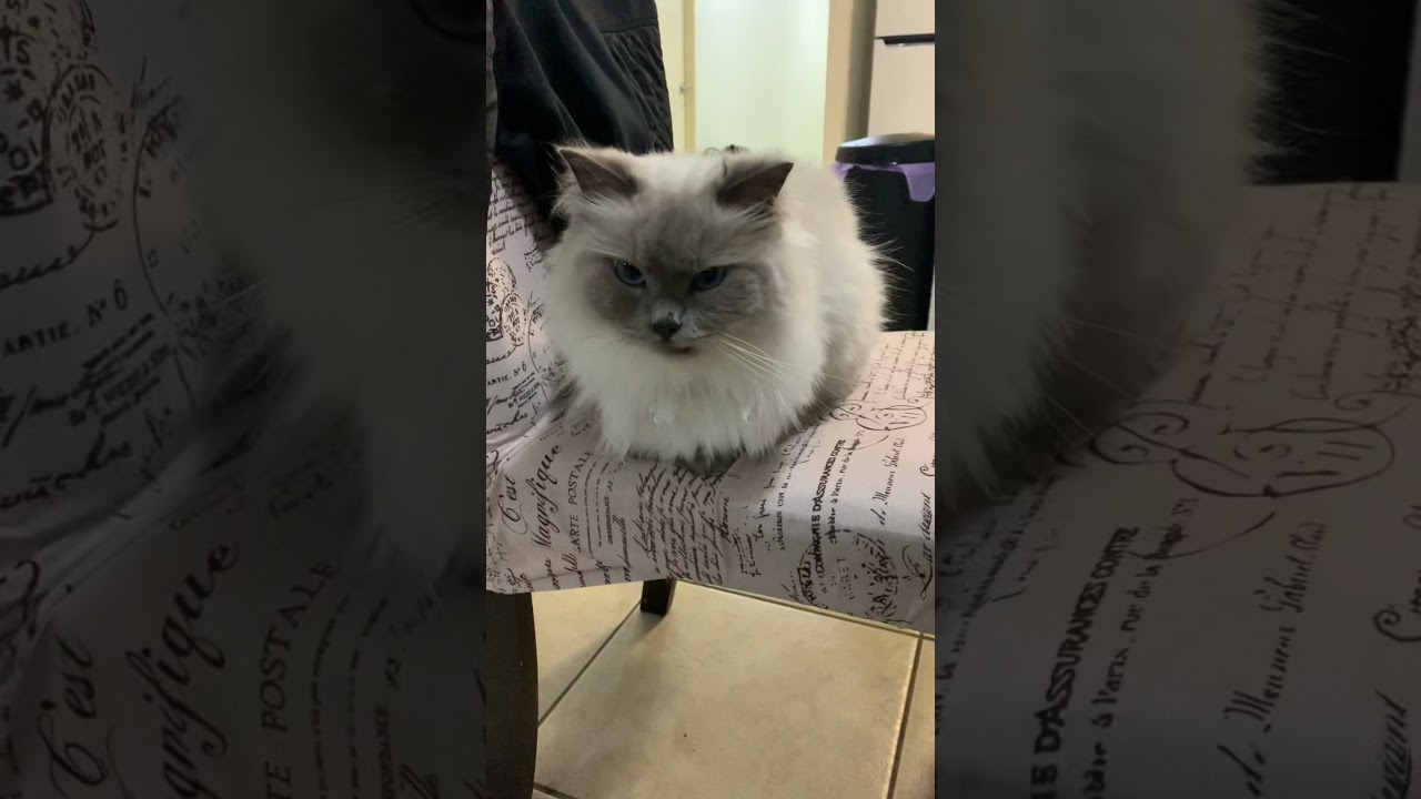 Ragdoll cat sleep so many times today