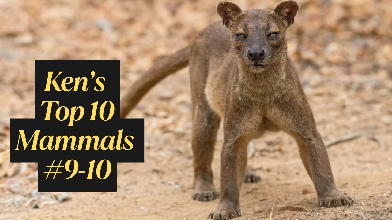 S1EP16 Ken's Top 10 Lifetime Mammals: Numbers 9-10