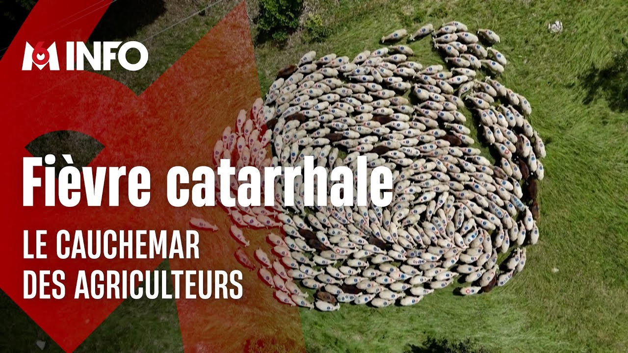 Fièvre catarrhale : le cauchemar des agriculteurs
