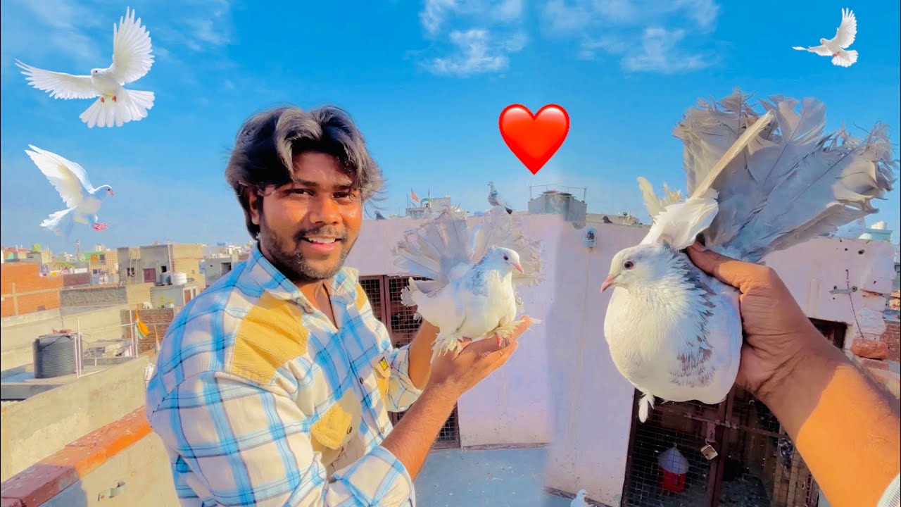 Fantail Madin Le aya Aaj ❤️