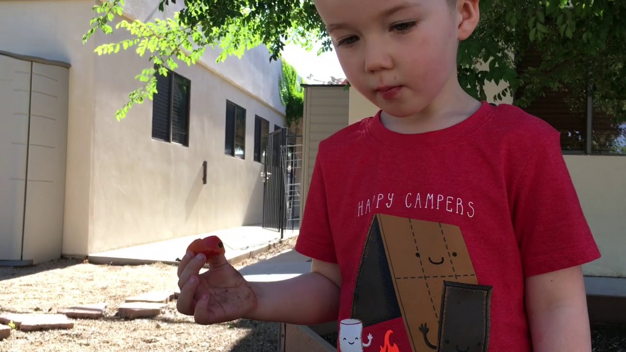 CarrotPicking