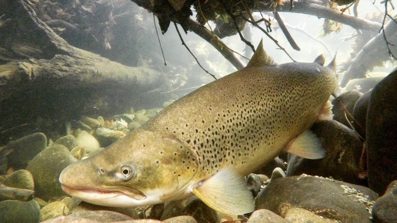 La Reproduction des Truites Géantes