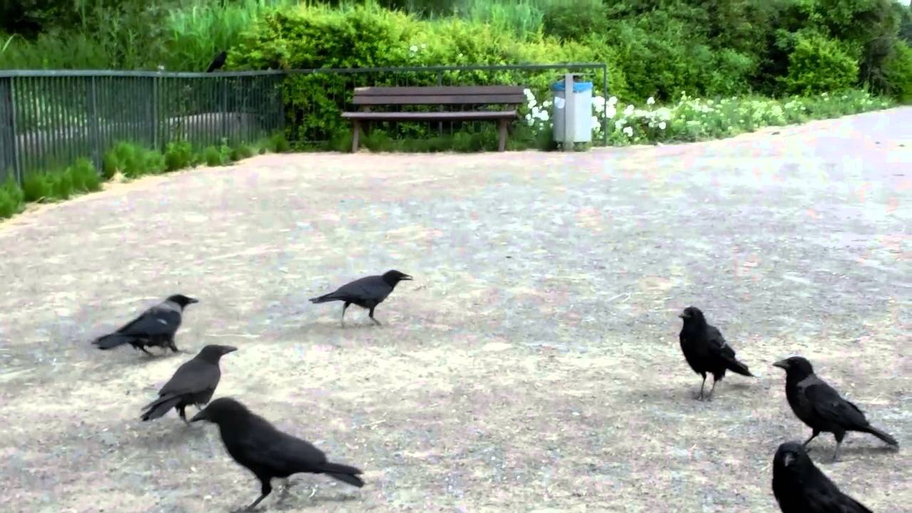 Nachwuchs am Zooschaufenster