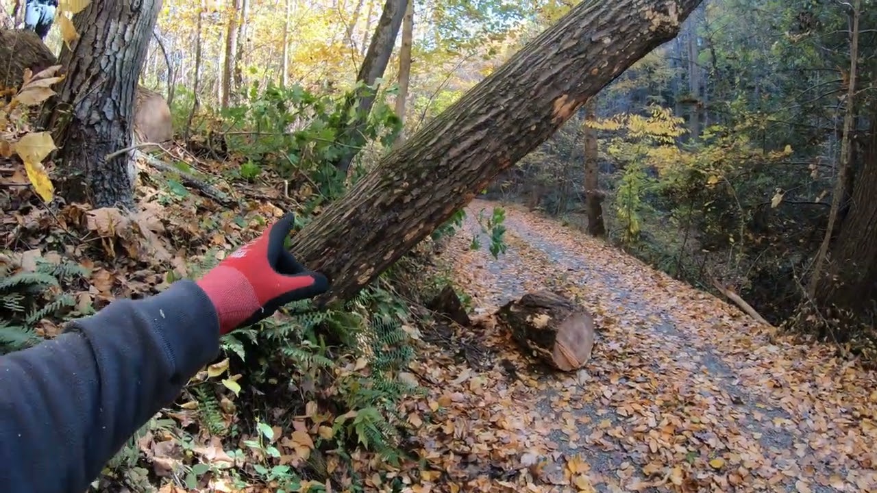 Uprooted Tree Stuck in another Tree.
