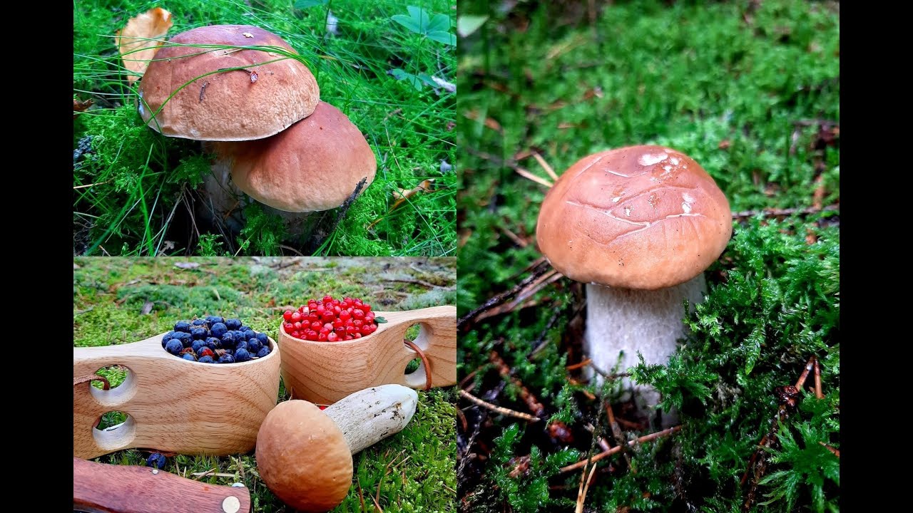 Picking Wild Mushroom | Herkkutatti | Boletus edulis | Finland | Preserving for Winter | 2021