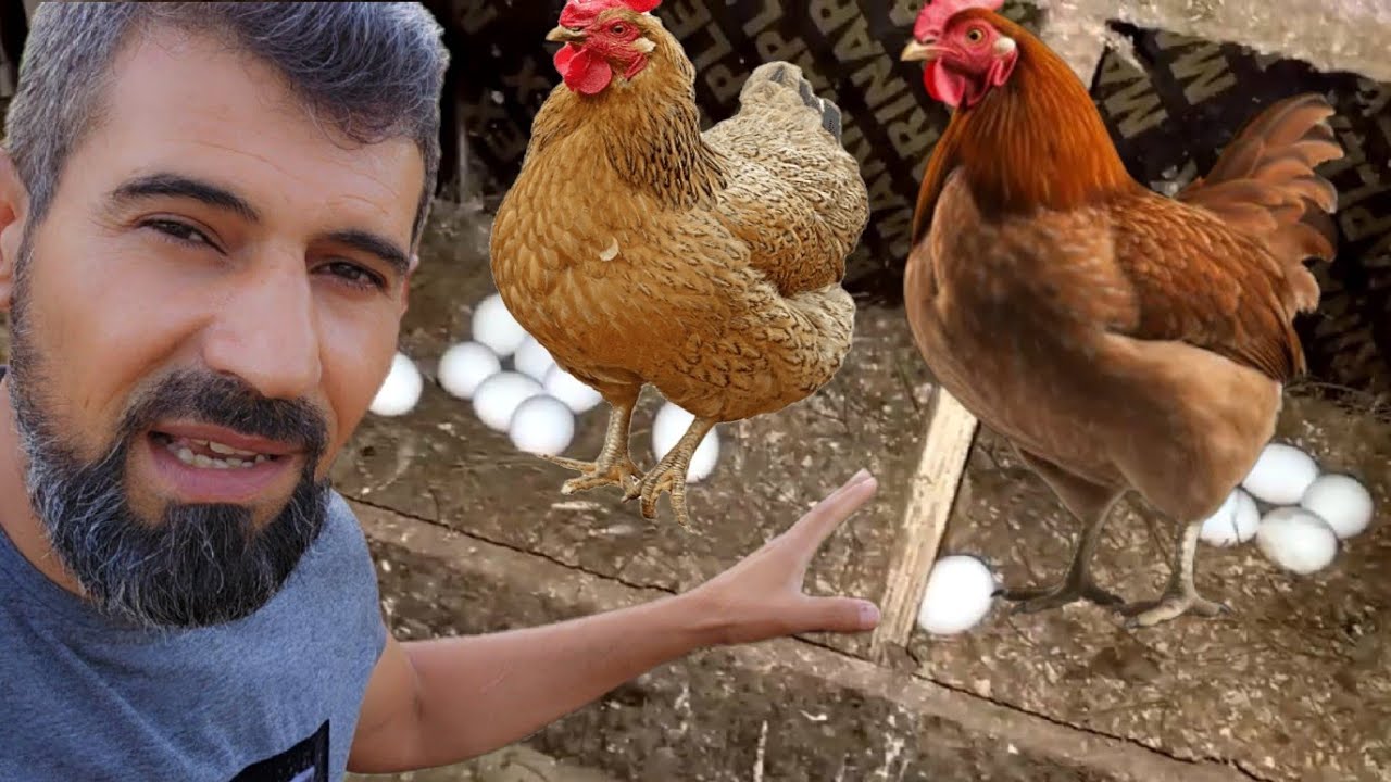 جوله في الحديقة عم اعمل بيت للدجاج 🙂