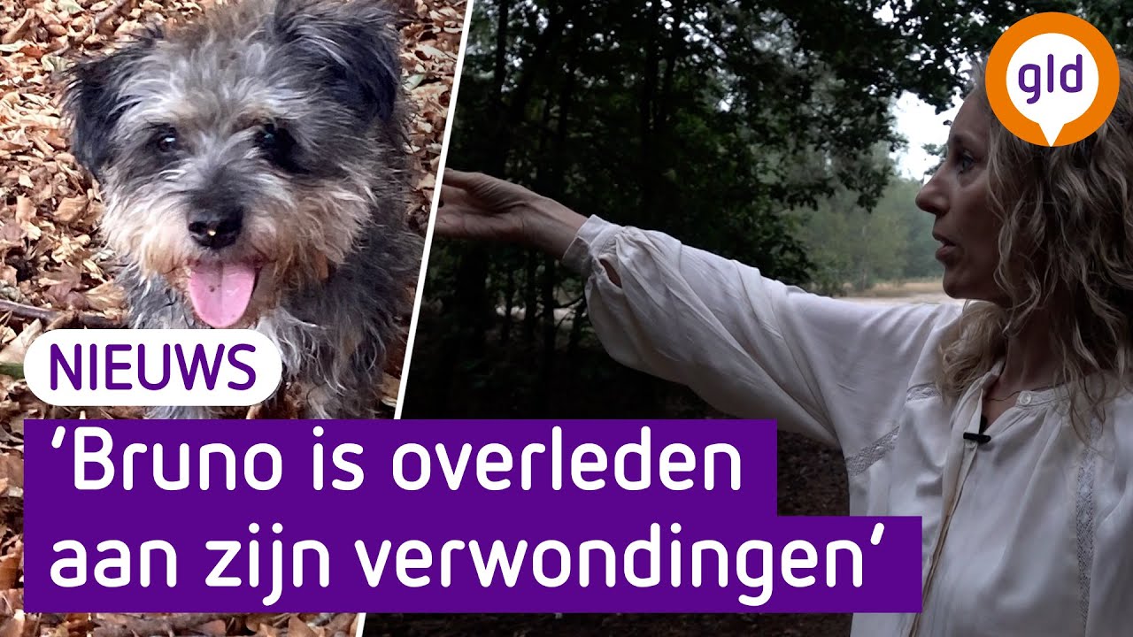 Hondje Bruno overleeft vermeende wolvenaanval niet