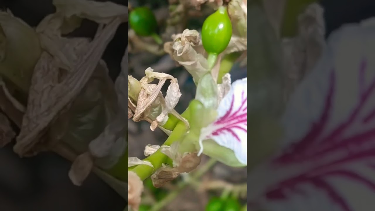 Beautiful cardamom flower #farmtrikz #garden #trending #viral