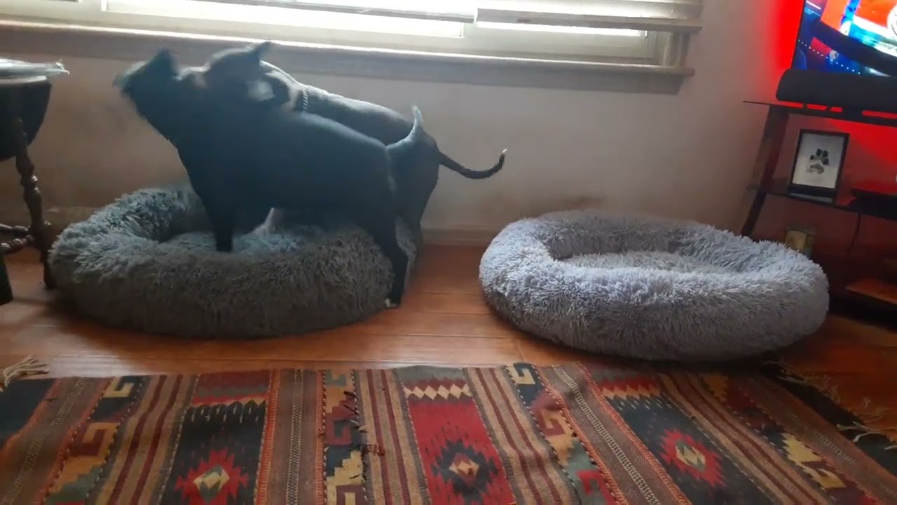 Tuesday am frolic w/ Gypsy n Raine ❤️🐾