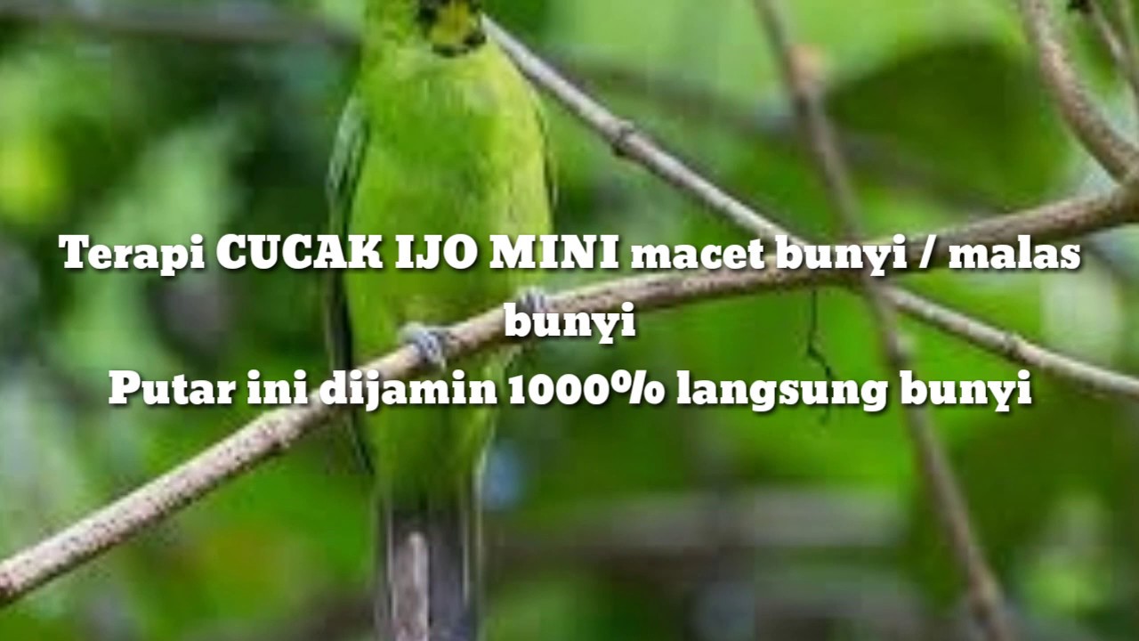 Terapi CUCAK IJO MINI macet / malas bunyi // sekali putar langsung nyaut 1000%