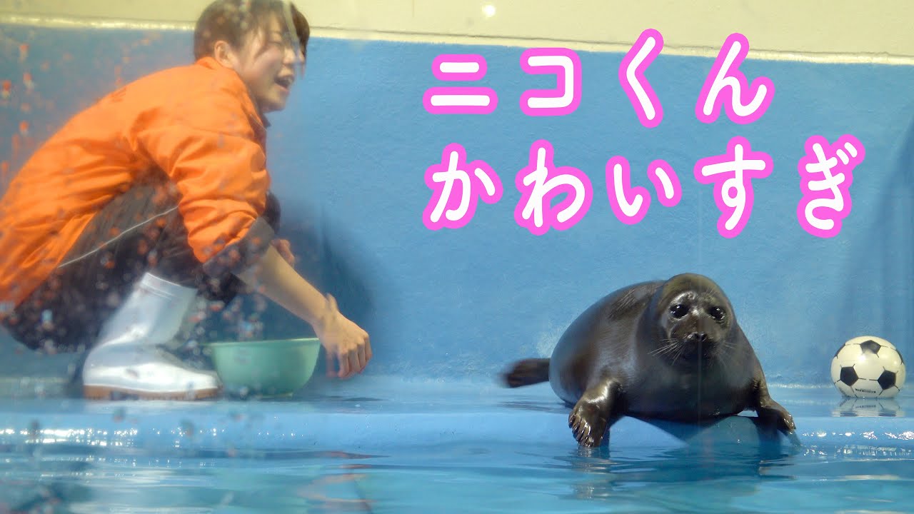 飼育員さんからごはんをもらうバイカルアザラシのニコくん。 Baikal seal　鳥羽水族館 2021年4月