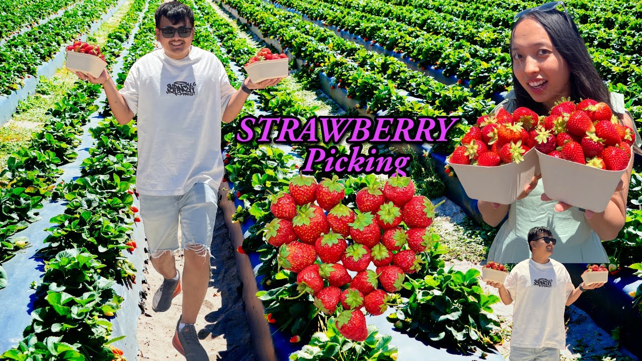 Strawberry Picking in Adelaide