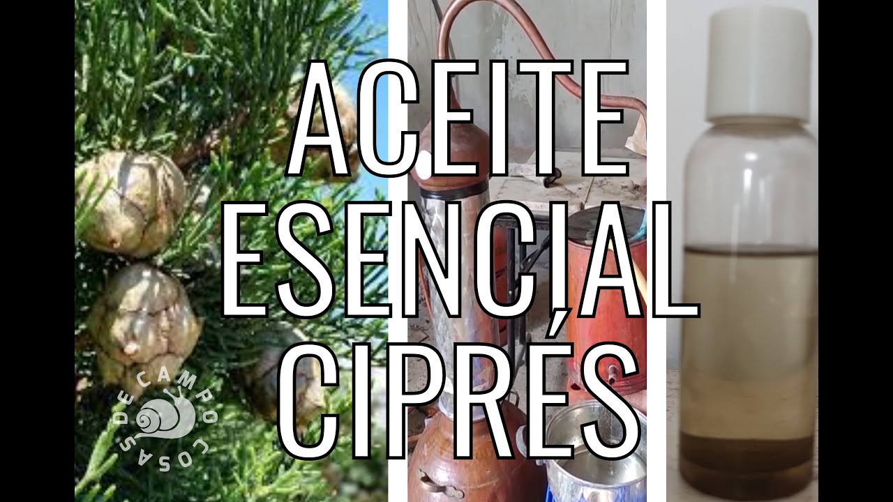 Destilar aceite esencial de Ciprés..