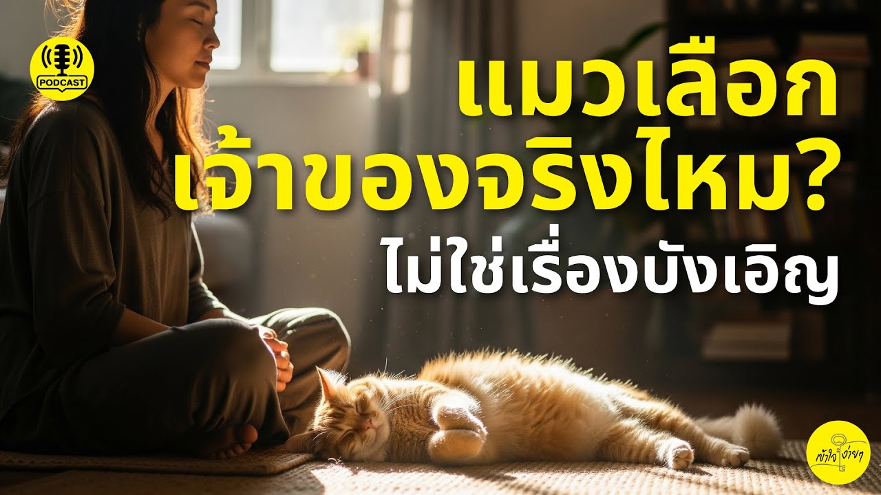 แมวเลือกเจ้าของจริงไหม? ไม่ใช่เรื่องบังเอิญ 😸 เข้าใจง่าย | Cute Series | ธรรมะฉบับเหมียวๆ