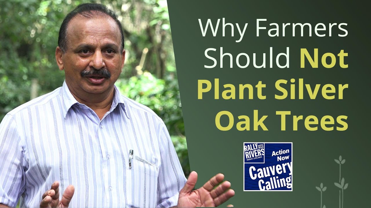 Why Farmers Should Not Plant Silver Oak Trees - A Prominent Scientist Explains