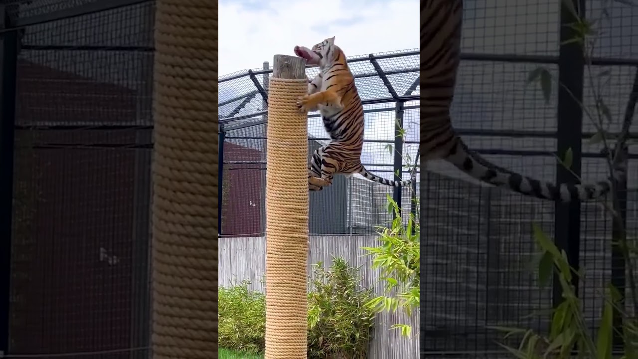Tiger's power #animals #bigcats #bigcatswildlife