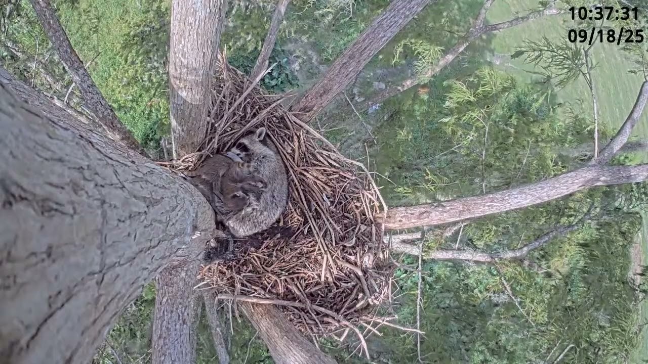 Eagle Cam Highlight: Eagle Prepares Nest 2 for the Season (Sept 18, 2025)