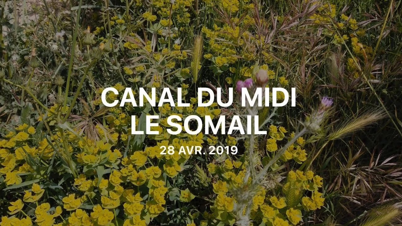 Canal du midi (4) Le Somail