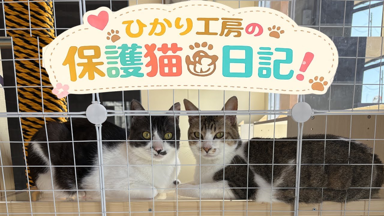 3/1 今日の保護猫ちゃん　「香箱座りを下から見てみる」