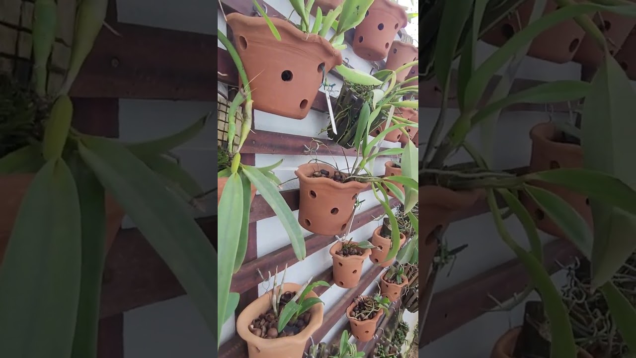 Orquidário na minha casa